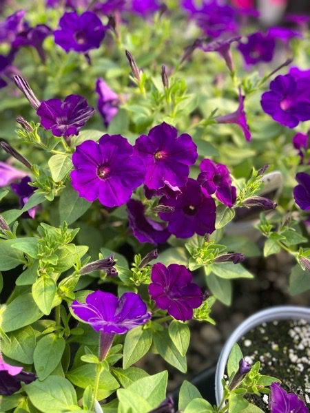 Petunia, Supertunia Royal Velvet