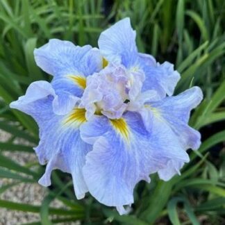 Iris ensata, Japanese Iris Ice Cream