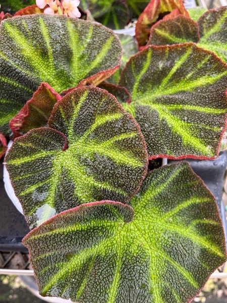 Begonia, Soli-Mutata | Wright Gardens