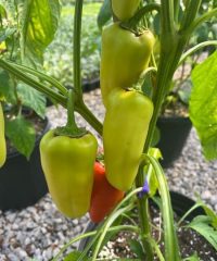 How to Grow Gypsy Peppers: The Perfect Pepper for Your Garden