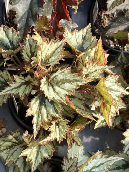 Begonia, Granada