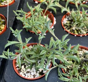 String of Dolphins, Senecio peregrinus