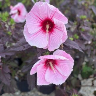 Hibiscus, Starry Starry Night