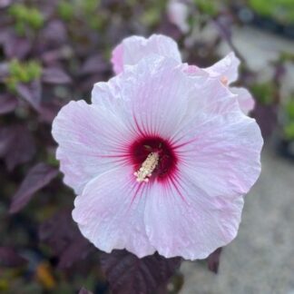 Hibiscus, Dark Mystery