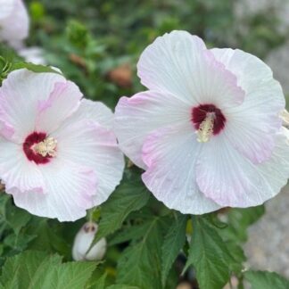 Hibiscus, Ballet Slippers