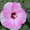 How to Grow a Hibiscus Spinderella Plant