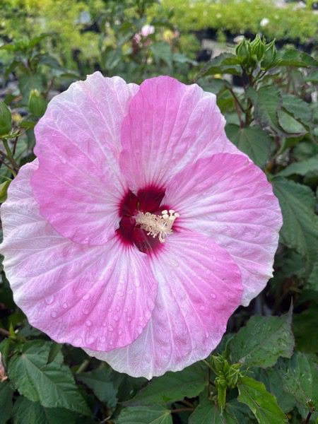 How to Grow a Hibiscus Spinderella Plant