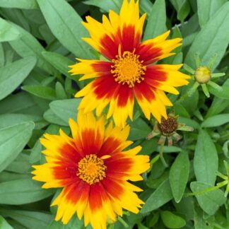 Coreopsis, UpTick Gold & Bronze