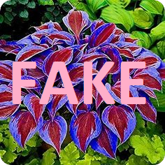 fake plant image