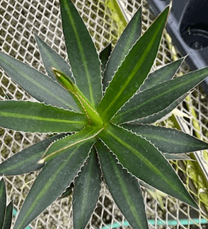 Agave lophantha 'Splendida'