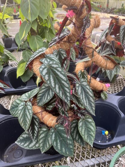 Cissus discolor, Silver Rex Begonia Vine