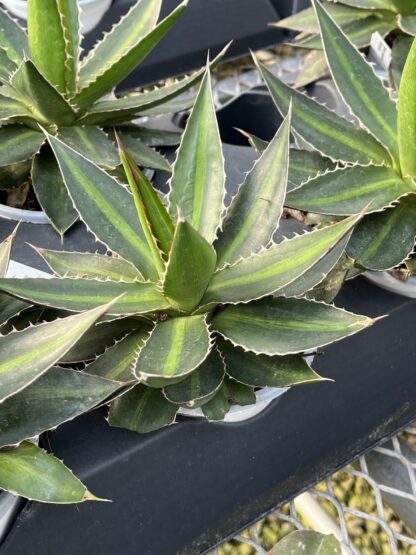 Agave lophantha, Splendida