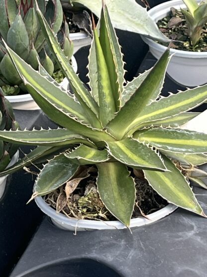 Agave lophantha, Splendida