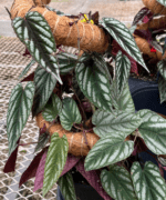 Cissus discolor, Silver Rex Begonia Vine