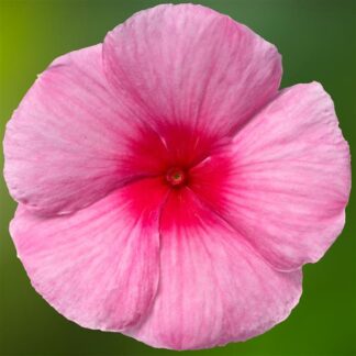 Vinca, Cora® Cascade XDR Strawberry