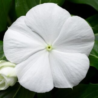 Vinca, Cora® Cascade XDR White