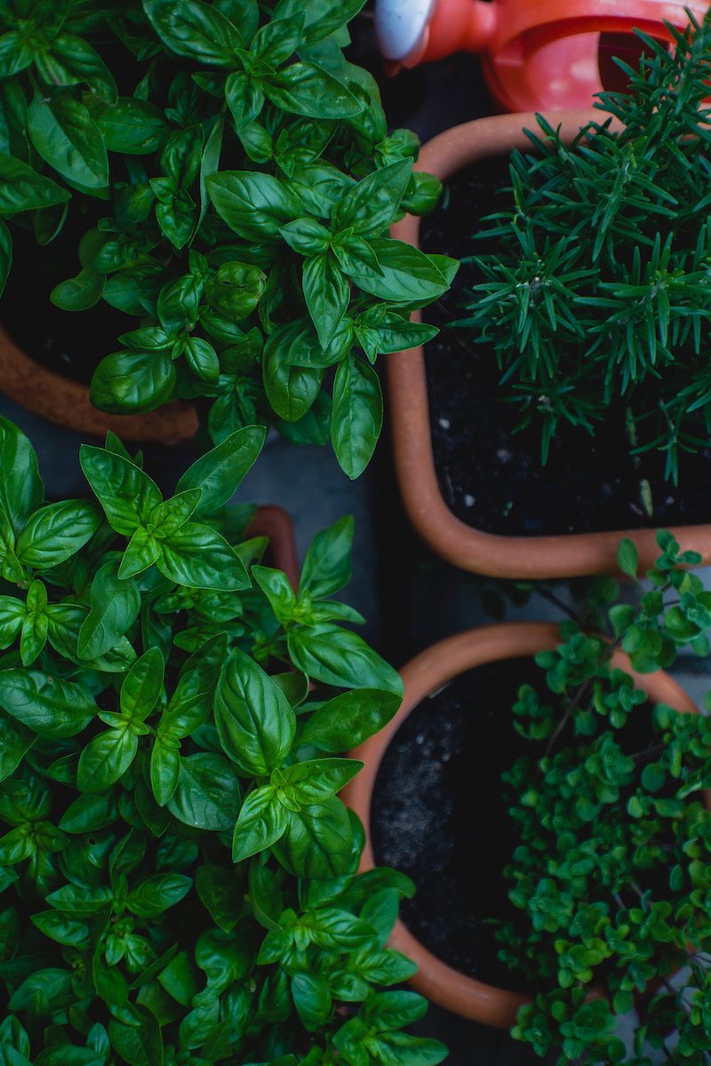 Italian herb garden