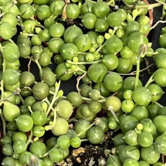 String of pearls, string of beads, string of peas, rosary vine