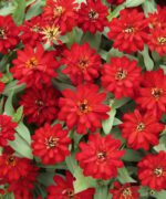 Zinnia, Profusion Double Red