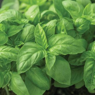 Prospera® Italian Large Leaf DMR