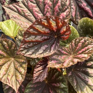 Begonia, Rex, Candy Stripes