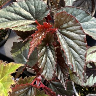 Begonia Lynda Dawn