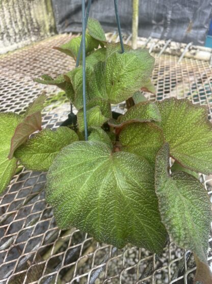 Begonia orococo