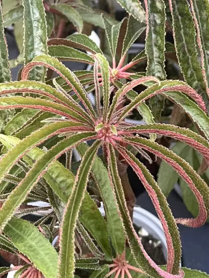 Begonia luxurians (Palm Leaf Begonia)