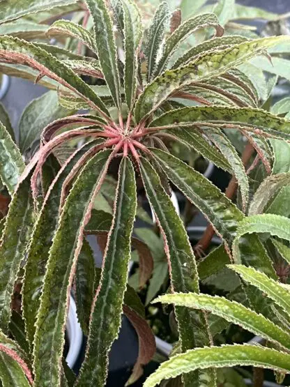 Begonia luxurians (Palm Leaf Begonia)