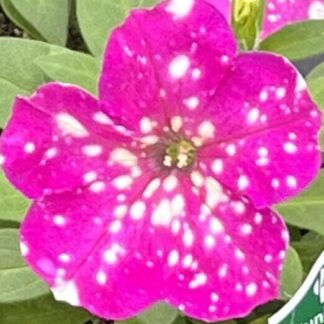 Headliner™ Pink Sky Petunia