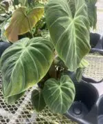 Philodendron, El Choco Red