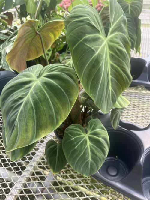 Philodendron, El Choco Red