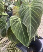 Philodendron, Splendid