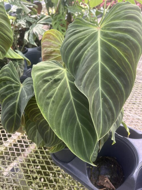 Philodendron, Splendid