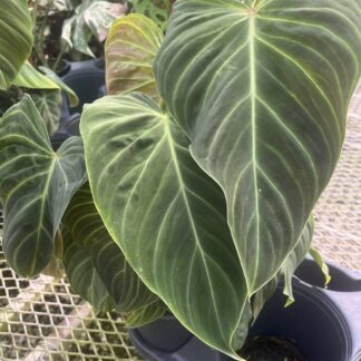 Philodendron, Splendid