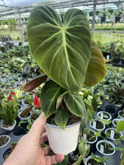 Philodendron, El Choco Red