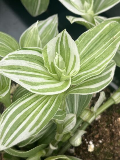 Tradescantia albiflora, Albo-Vittata