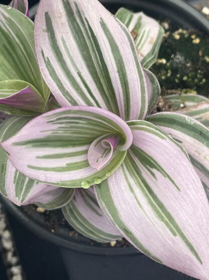 Tradescantia blossfeldiana, Lilac