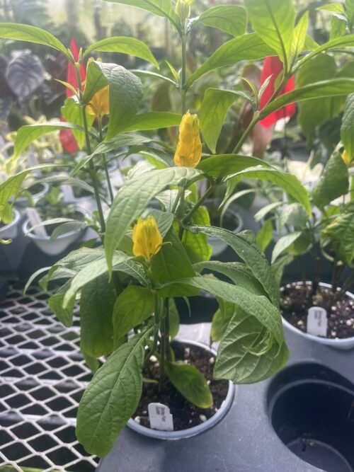 Golden Shrimp Plant