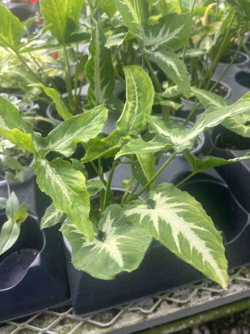 Syngonium wendlandii, Velvet Arrowhead Vine