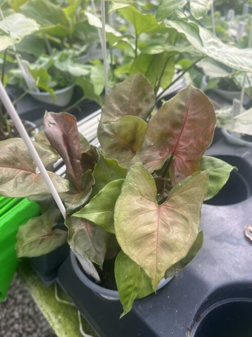 Syngonium podophyllum 'Regina Red'