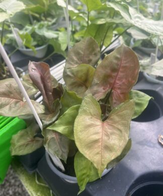 Syngonium podophyllum 'Regina Red'