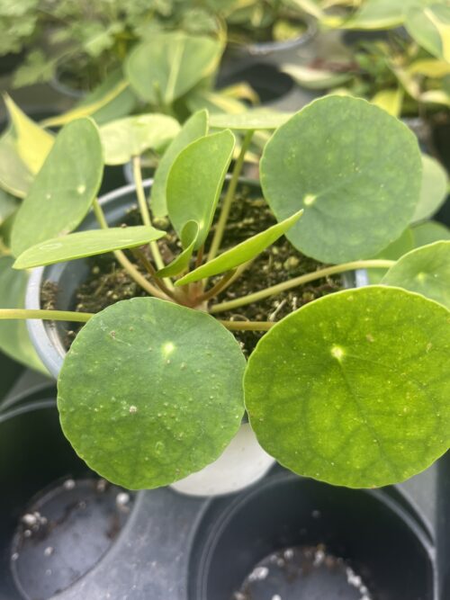 Pilea peperomioides, Chinese Money Plant