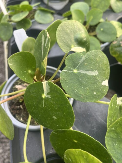 Pilea peperomioides, Variegated Money Plant ‘White Splash’