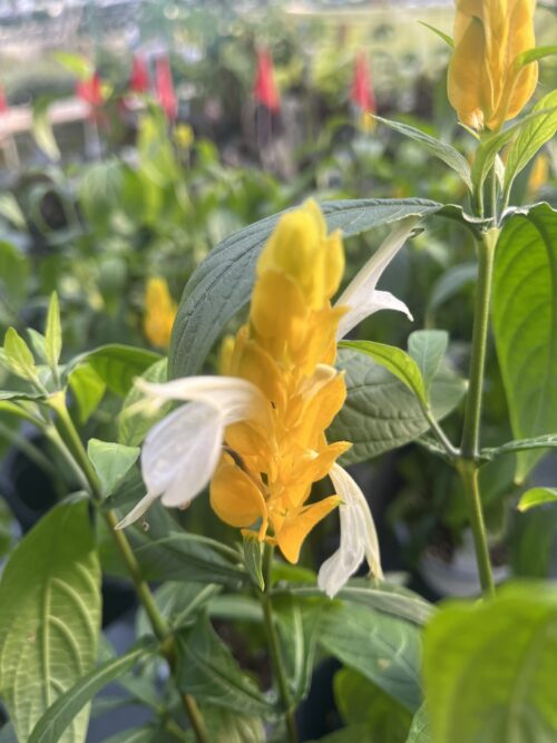 Pachystachys lutea, Shrimp Plant