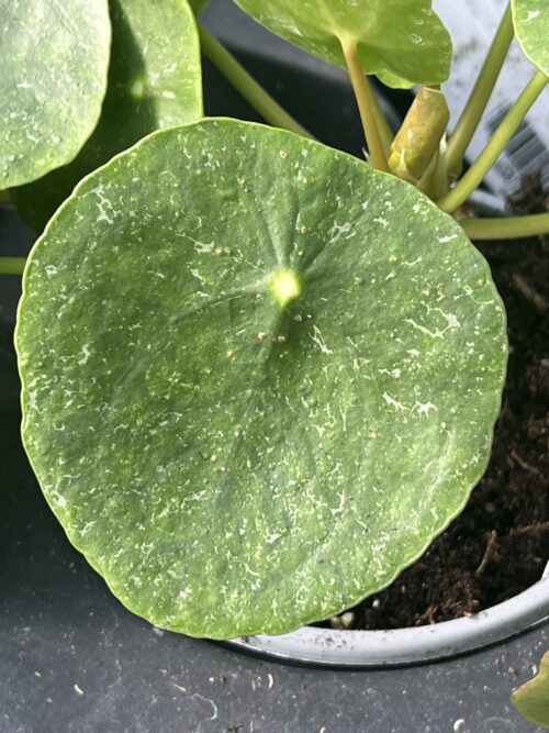 Pilea peperomioides, Variegated Money Plant ‘Sugar’