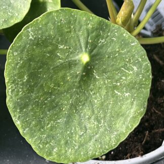 Pilea peperomioides, Variegated Money Plant ‘Sugar’