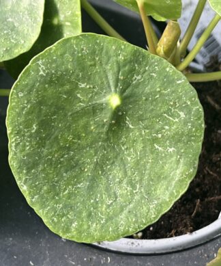 Pilea peperomioides, Variegated Money Plant ‘Sugar’