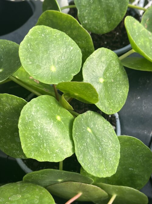 Pilea peperomioides, Variegated Money Plant ‘Sugar’