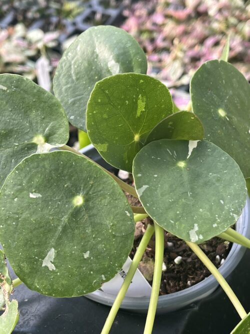 Pilea peperomioides, Variegated Money Plant ‘White Splash’